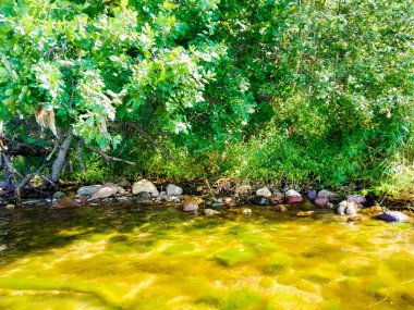 Oslonino yakınlarındaki Pucka Körfezi 'nin kıyı bölgesi. Polonya saf doğa.