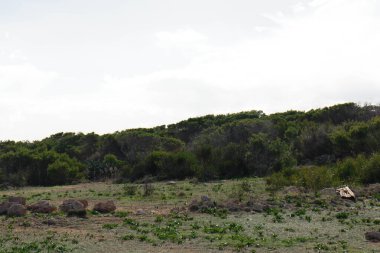 Marfa yarımadası Malta 'da orman 2000 doğa rezervi. Adanın kuzey kısmı.