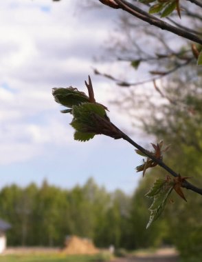 Bahara yakın, ağaçta tomurcuklanan tomurcuklar. Doğa arkaplanı.