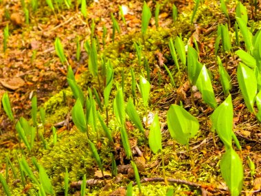 Yaz doğayı uyandırıyor. Yaz ormanlarında yetişen yeşil bitkiler.