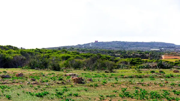 stock image Foresta 2000 nature reserve on Marfa peninsula Malta. Northern part of island.