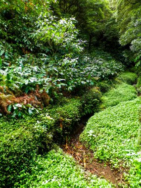 Sao Miguel iç kısımlarındaki tropikal ormanın güzel doğası. Sao Miguel, Azores takımadalarının en büyük adasıdır..