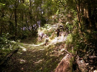 Sao Miguel iç kısımlarındaki tropikal ormanın güzel doğası. Sao Miguel, Azores takımadalarının en büyük adasıdır..