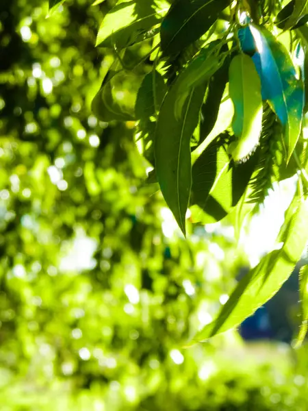 Dalı kapatınca yeşil yapraklar çıkıyor. Polonya 'nın Tuchola Ormanı bölgesinden Flora. Doğa geçmişi, yaz mevsimi. Boşluğu kopyala.