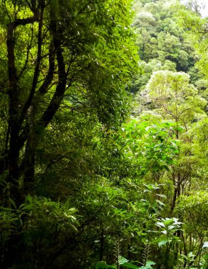 Sao Miguel iç kısımlarındaki tropikal ormanın güzel doğası. Sao Miguel, Azores takımadalarının en büyük adasıdır..