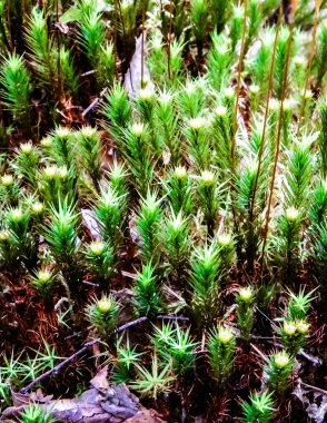 Close-up of forest moss and lichen. The beauty of nature as a background.