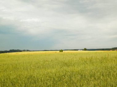 Kashubia 'da bir tarla. Tarım konsepti. Kuzey Polonya.