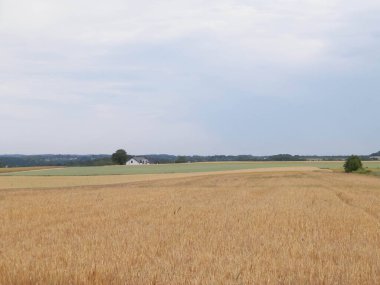 Kashubia 'da bir tarla. Tarım konsepti. Kuzey Polonya.