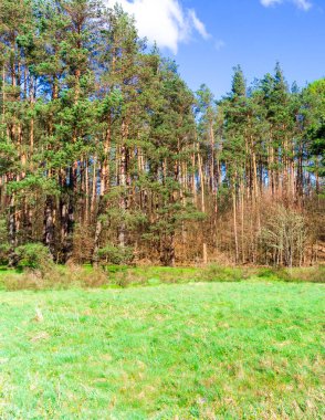 Ormandaki vahşi, yeşil çayır. Polonya 'nın Kashubia bölgesinin doğal güzelliği.