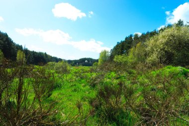 Ormandaki vahşi, yeşil çayır. Polonya 'nın Kashubia bölgesinin doğal güzelliği.