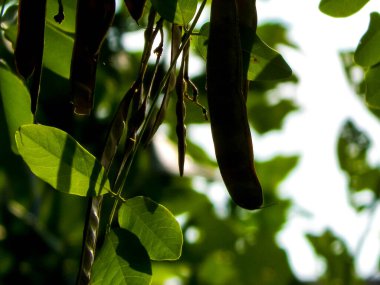 Robinia Psödoacia Ağaç Kapsülleri 'ni kapatın. Robinia psödoacia yaygın olarak siyah çekirge olarak bilinir. Polonya doğası kavramı.