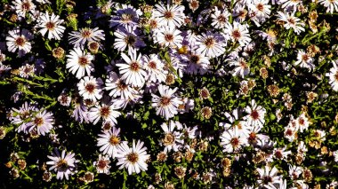 Gerbera çiçekleri doğa arka planı olarak. Daisy Gerbera çiçekleri, yaz doğası.