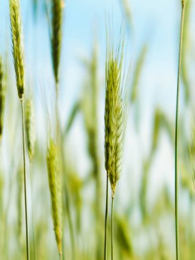 Buğday fabrikasını kapatın. Tarım ve doğa kavramı, doğa arkaplanı.
