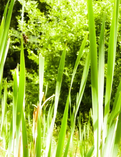 stock image Close up of green leaves of typha plant. Water grass, nature of Tuchola Forest and Kashubian region in Poland. Nature background.