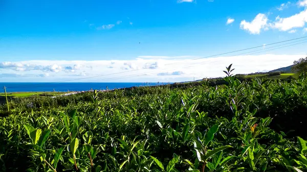 Arka planda, Porto Formoso 'daki çay tarlası ve Atlantik Okyanusu manzarası.