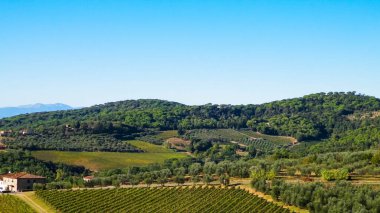 Güneşli bir günde Toskana üzüm bağlarının manzarası. Doğa ve tarım kavramı. İtalya 'da tatiller. Boşluğu kopyala.