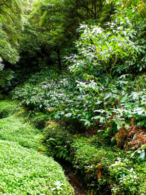 Sao Miguel iç kısımlarındaki tropikal ormanın güzel doğası. Sao Miguel, Azores takımadalarının en büyük adasıdır..