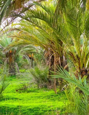 Kıbrıs adasındaki Palm Grove 'da. Randevu çiftliği. Egzotik görüntüler ve tropikal iklim.