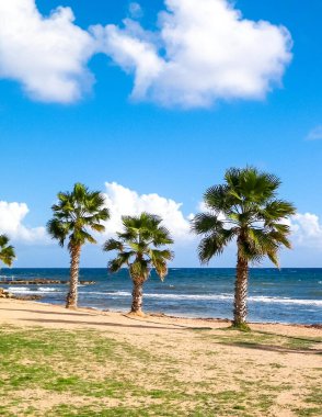 Kumsal ve palmiye ağaçları. Akdeniz kıyısı. Kıbrıs adası.