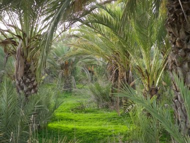 Kıbrıs adasındaki Palm Grove 'da. Randevu çiftliği. Egzotik görüntüler ve tropikal iklim.