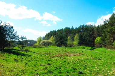 Ormandaki vahşi, yeşil çayır. Polonya 'nın Kashubia bölgesinin doğal güzelliği.