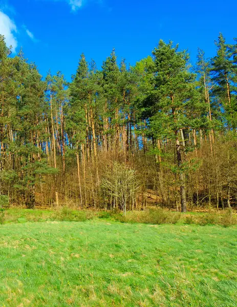 stock image Wild, green meadow in forest. Natural beauty of Kashubia region in Poland.