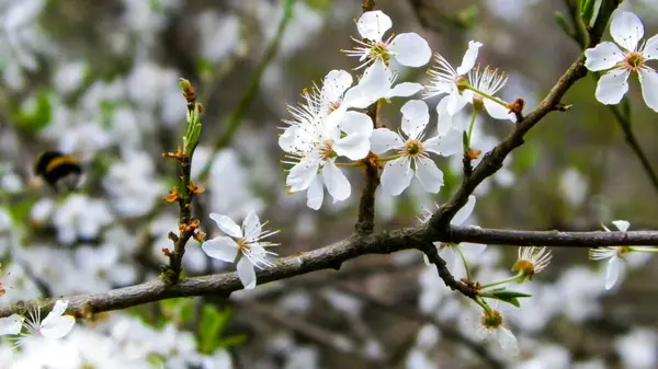 stock image Blooming mirabelle tree in summer. Close up of blooming mirabelle tree flowers.