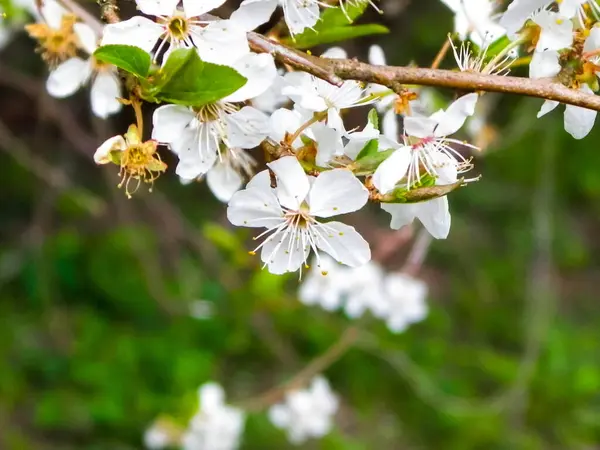 stock image Blooming mirabelle tree in summer. Close up of blooming mirabelle tree flowers.