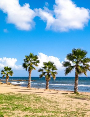 Kumsal ve palmiye ağaçları. Akdeniz kıyısı. Kıbrıs adası.