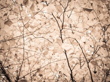 Sonbahar ağaçlarının dalları doğal arka plan olarak. Altın sonbahar, kopyalama alanı. BW soyut filtre tonu.