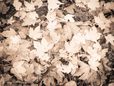 Sonbahar yapraklarını doğal arka plan olarak kapat. Altın sonbahar, kopyalama alanı. Soyut filtre tonu