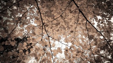 Sonbahar ağaçlarının dalları doğal arka plan olarak. Altın sonbahar, kopyalama alanı. BW soyut filtre tonu.