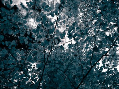 Sonbahar ağaçlarının dalları doğal arka plan olarak. Altın sonbahar, kopyalama alanı. BW soyut filtre tonu.