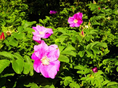 Pembe, yaban gülü desenli. Rosa acicularis - yaz doğa konsepti.