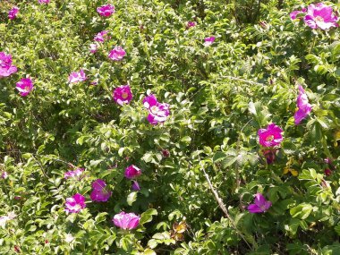 Pembe, yaban gülü desenli. Rosa acicularis - yaz doğa konsepti.