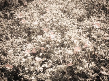 Pembe, yaban gülü desenli. Rosa acicularis - yaz doğa konsepti. Vintage filtresi.