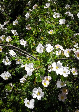 White, wild rose flofers. Rosa acicularis - summer nature background. clipart