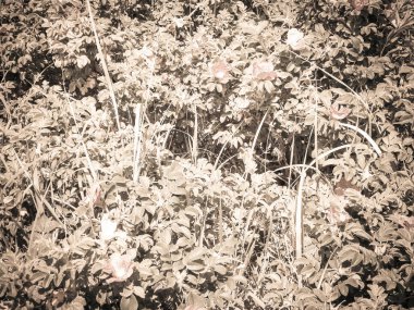 White, wild rose flofers. Rosa acicularis - summer nature background.