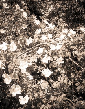 White, wild rose flofers. Rosa acicularis - summer nature background.