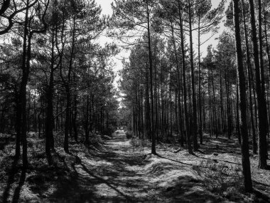 Stilo Polonya 'daki çam ormanı. Kıyı bölgesi. Kuzey Polonya doğası. BW filtre tonu.
