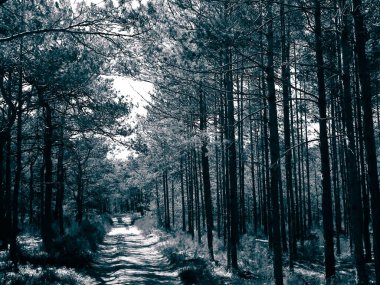 Stilo Polonya 'daki çam ormanı. Kıyı bölgesi. Kuzey Polonya doğası. BW filtre tonu.