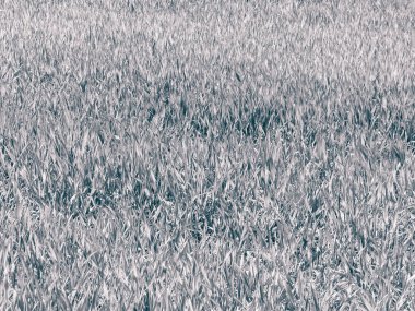 Yeşil çimleri doğal arka plan olarak kapatın. Uzayı kopyala BW filtre tonu