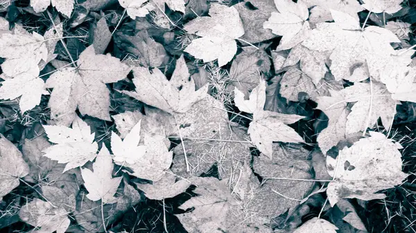 Sonbahar yapraklarını doğal arka plan olarak kapat. Altın sonbahar, kopyalama alanı. Soyut filtre tonu