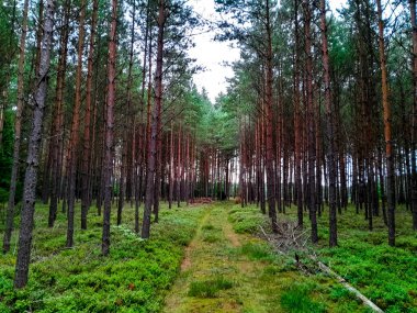 Tuchola Ormanı 'nda yürüyorum. Kuzey Polonya 'nın saf doğası. Seyahat ve doğa kavramı.