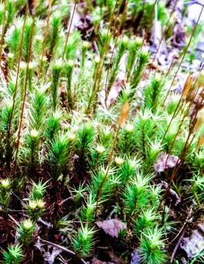 Close-up of forest moss and lichen. The beauty of nature as a background.