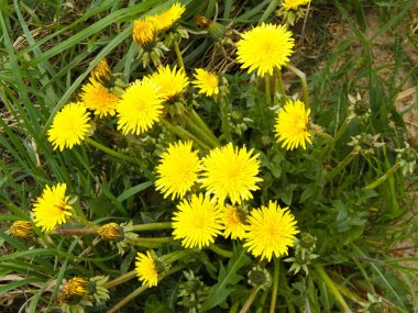 Sarı karahindibalar baharın ilk çiçeklerinden biridir..