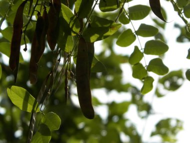 Robinia Psödoacia Ağaç Kapsülleri 'ni kapatın. Robinia psödoacia yaygın olarak siyah çekirge olarak bilinir. Polonya doğası kavramı.