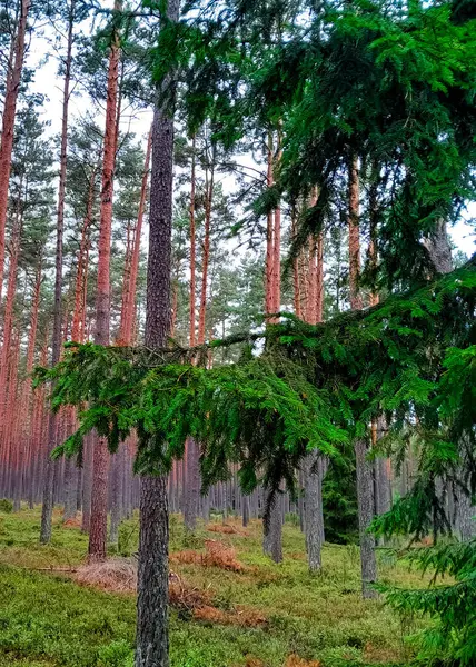 Tuchola Ormanı 'nda yürüyorum. Kuzey Polonya 'nın saf doğası. Seyahat ve doğa kavramı.