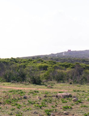 Marfa yarımadası Malta 'da orman 2000 doğa rezervi. Adanın kuzey kısmı.