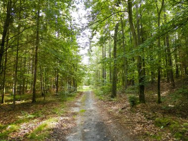 Yeşil ormanda yol. Yaz ormanı manzarası. Kuzey Polonya doğası. Seyahat ve doğa kavramı.